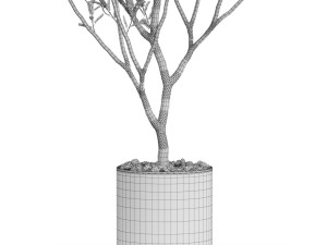 Plants collection 623 3D 模型