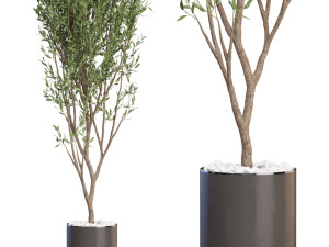 Plants collection 624 3Dモデル