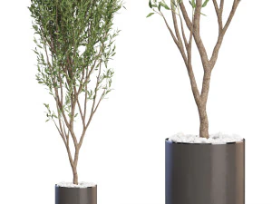 植物コレクション 624 3Dモデル