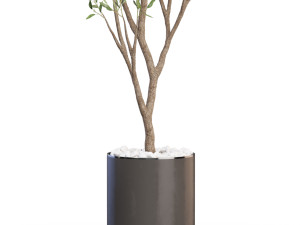 Plants collection 624 Modèle 3D