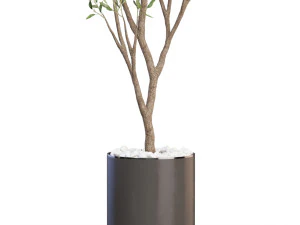 Plants collection 624 3D Model