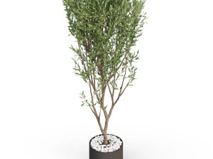 Plants collection 624 3D Model