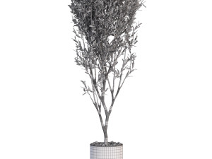 Plants collection 624 Modèle 3D