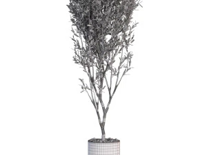 Plants collection 624 3D Model