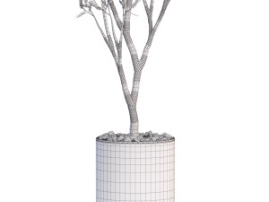 Plants collection 624 Modèle 3D