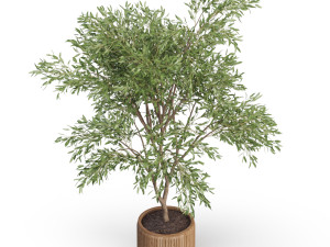 Plants collection 625 3D मॉडल