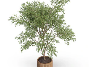Plants collection 625 3D Model