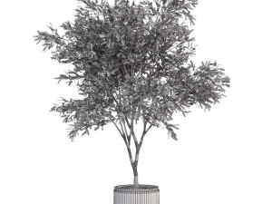 Plants collection 625 3D मॉडल