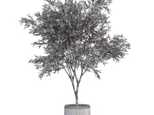 Plants collection 625 3D Model