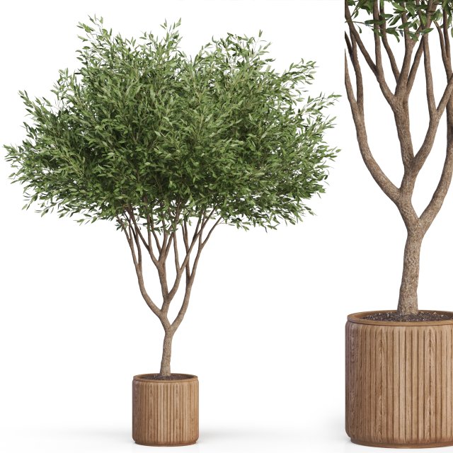 Plants collection 626 3D Model .c4d .max .obj .3ds .fbx .stl .blend
