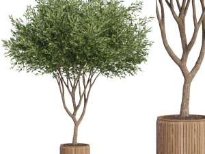 Koleksi tumbuhan 626 Model 3D