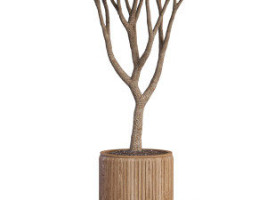 Plants collection 626 3D Model