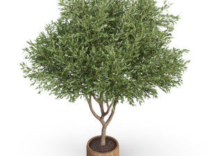 Plants collection 626 3D Model