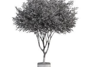 Plants collection 626 3D Model