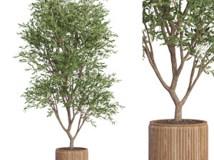 Plants collection 627 Modelo 3D