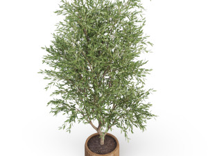 Plants collection 627 3D Model