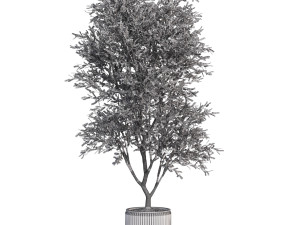 Plants collection 627 3D Model