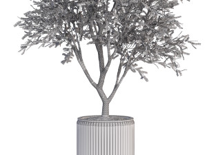Plants collection 627 3D Model