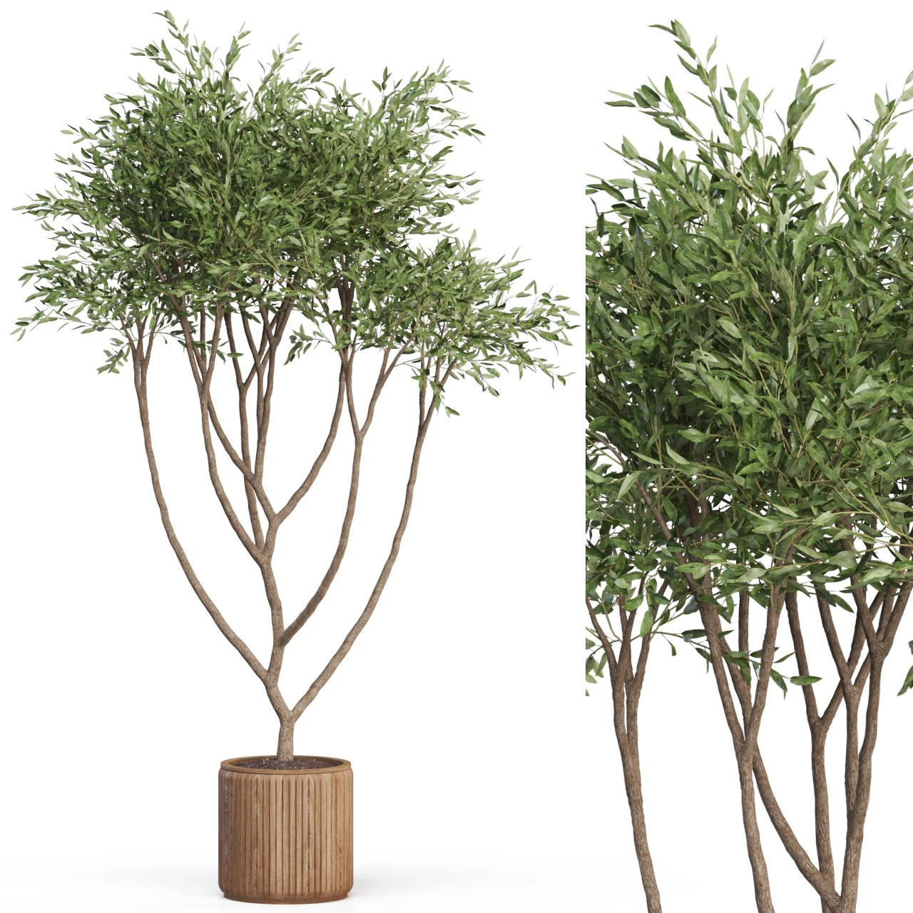 Plants collection 628 3D Model .c4d .max .obj .3ds .fbx .stl .blend