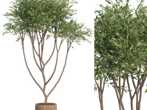 Kolekcja roślin 628 Model 3D