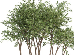 Plants collection 628 3D Model
