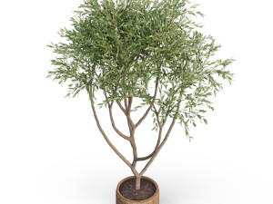 Plants collection 628 Model 3D