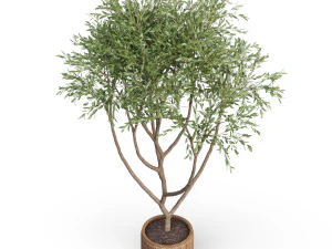 Plants collection 628 3D Model