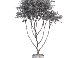 Plants collection 628 Model 3D