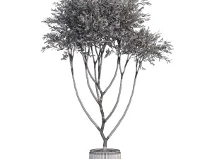 Plants collection 628 3D Model