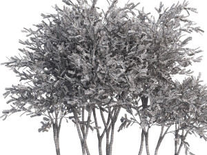 Plants collection 628 Model 3D