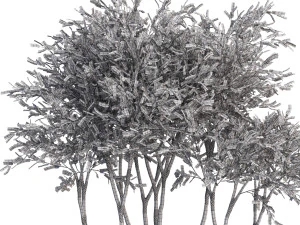 Plants collection 628 3D Model