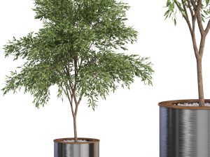 Plants collection 629 3Dモデル