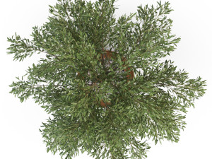 Plants collection 629 3D Model