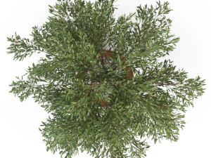 Plants collection 629 3D Model