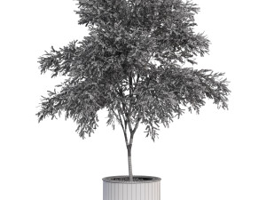 Plants collection 629 3D Model