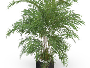 Plants collection 630 3D Model