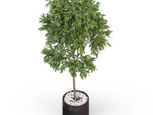 Plants collection 631 3D Model