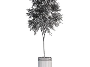Plants collection 631 3D Model