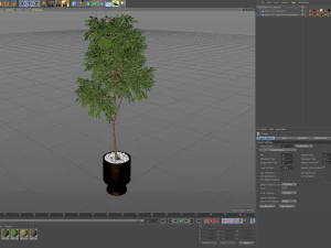 Plants collection 631 3D Model