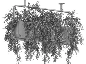 Plants collection 632 3D Model