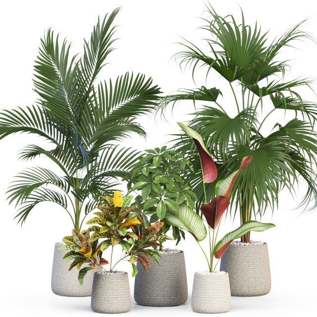 Plants collection 634 Modello 3D .c4d .max .obj .3ds .fbx .stl .blend 
