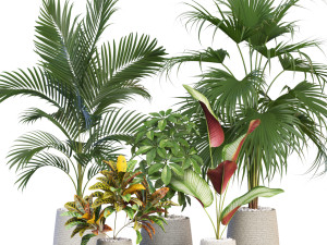 Plants collection 634 3D Model