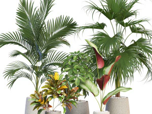 Koleksi tumbuhan 634 Model 3D