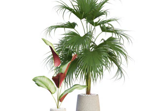 Plants collection 634 3D Model