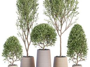 Plants collection 635 3D Model