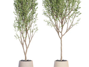 Plants collection 635 3D Model