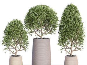 Plants collection 635 3D Model