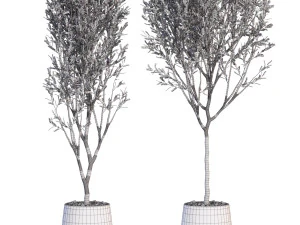 Plants collection 635 3D Model
