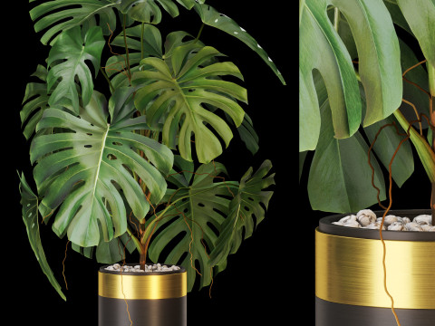 Plants collection 636 3D Model