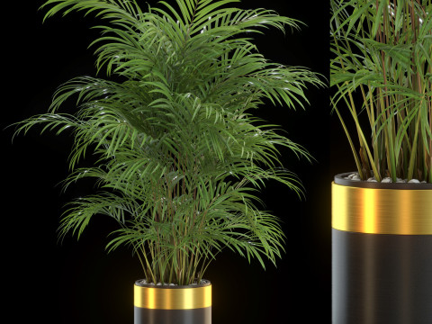 Plants collection 637 3D 模型